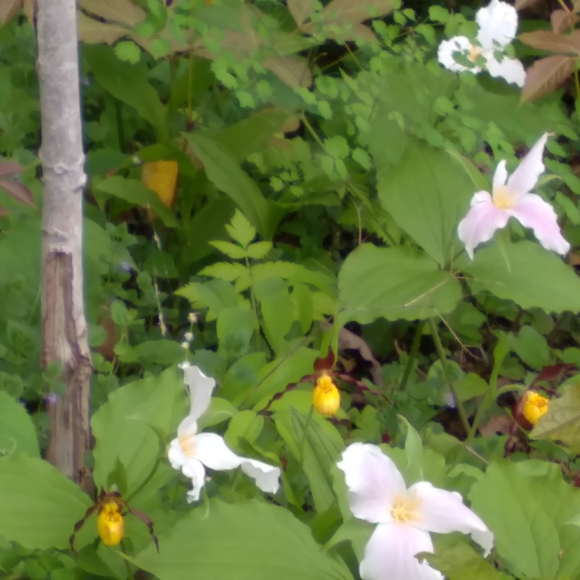 RARE 2 in 1 VINEGAR OIL DECANTER  GLASS DIVIDED EUROPEAN - Picture 16 of 16